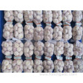 Normal Garlic Fresh Crop 2019